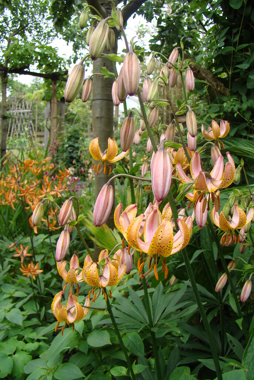 Lilium martagon