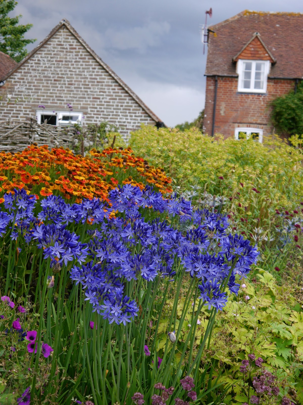 Flores de verano de color azul de plantas vivaces para jardines de flor de corte y arreglos florales