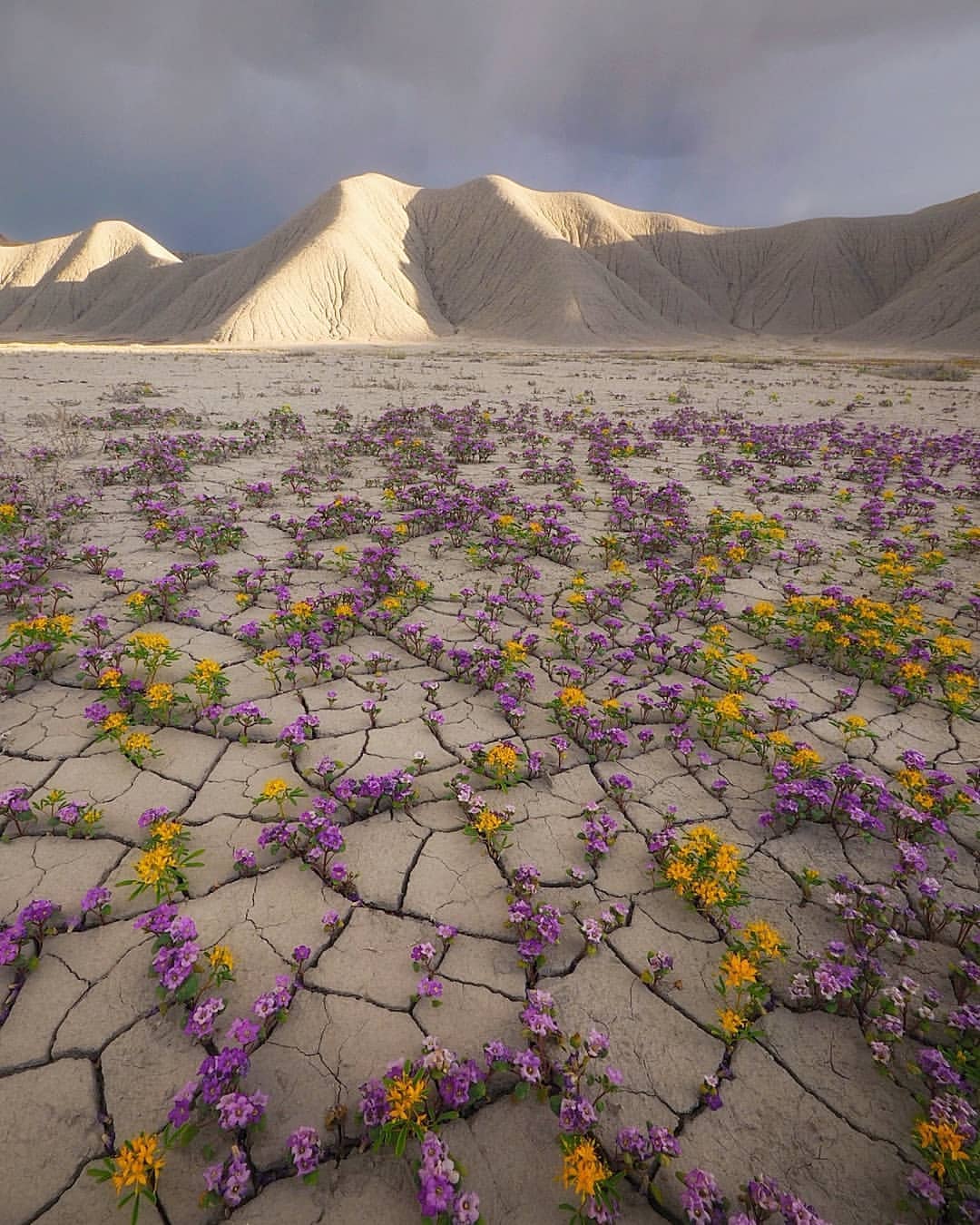 Desierto florido en Utah - EL BLOG DE LA TABLA