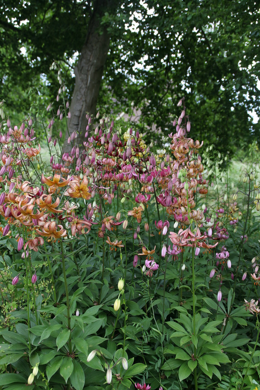 Lilium martagon formas de jardín