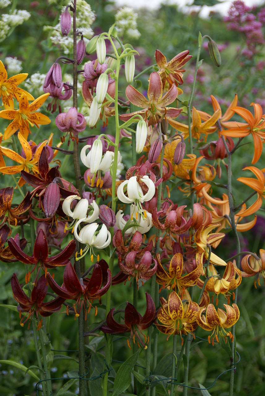 Lilium martagon jardín