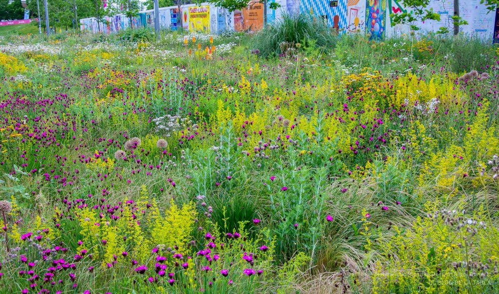 "Pictorial Meadows" praderas pictoricas flores multicolor valor ornamental Nigel Dunnett