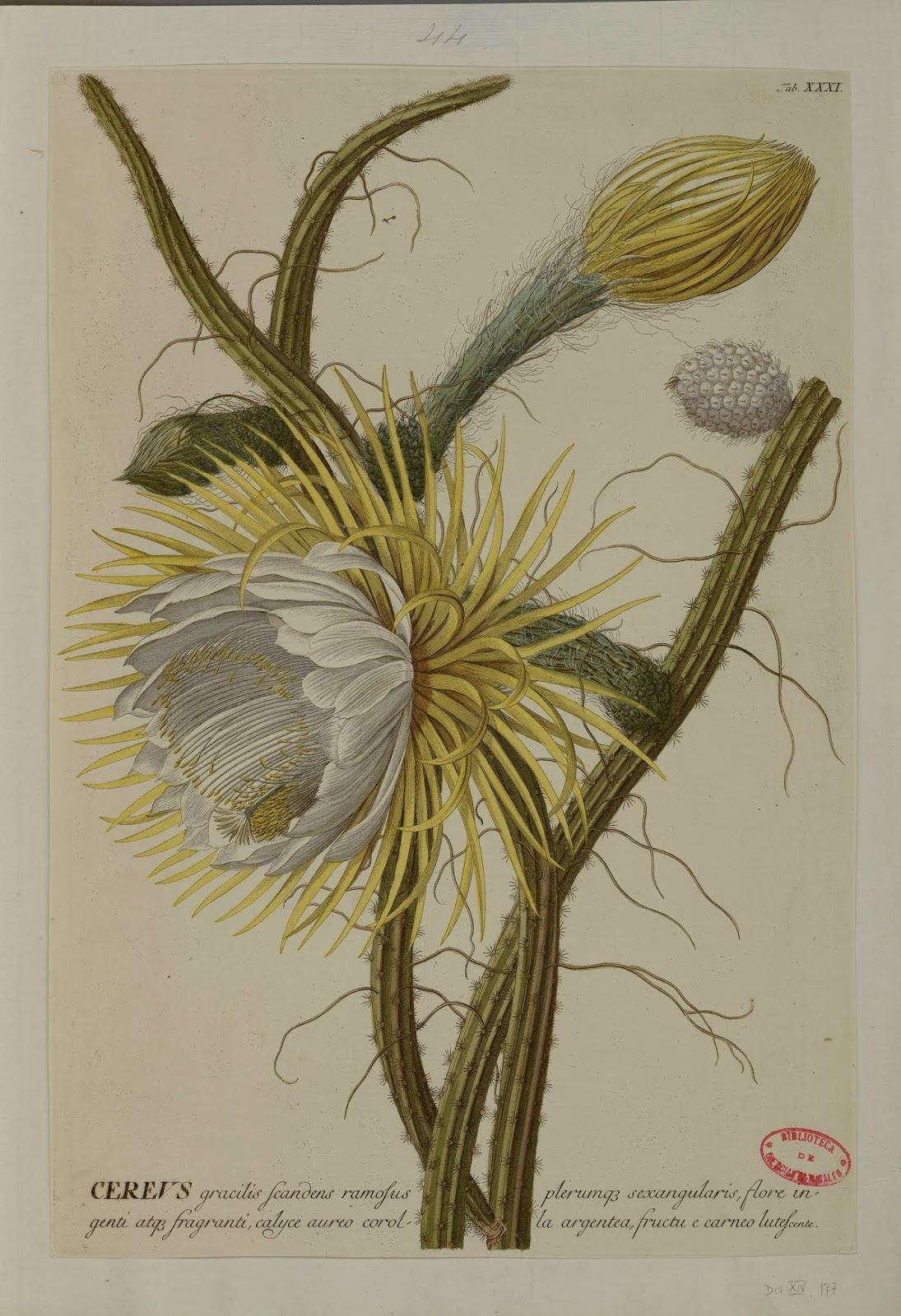 Ilustracion botánica de Flor de cactus