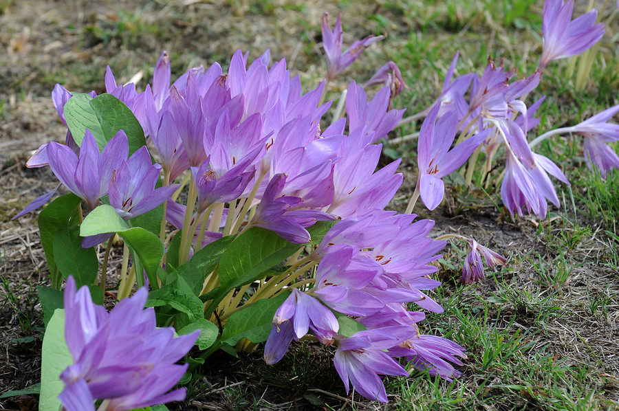 Colchicum