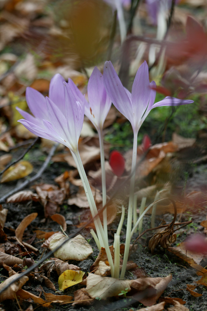 Colchicum flores