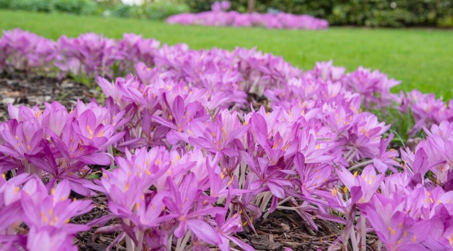 Colchicum cilicicum Purpureum, planta bulbosa que florece en otoño