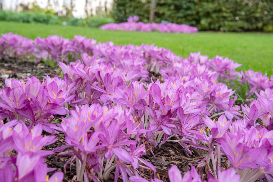 Colchicum cilicicum 'Purpureum'