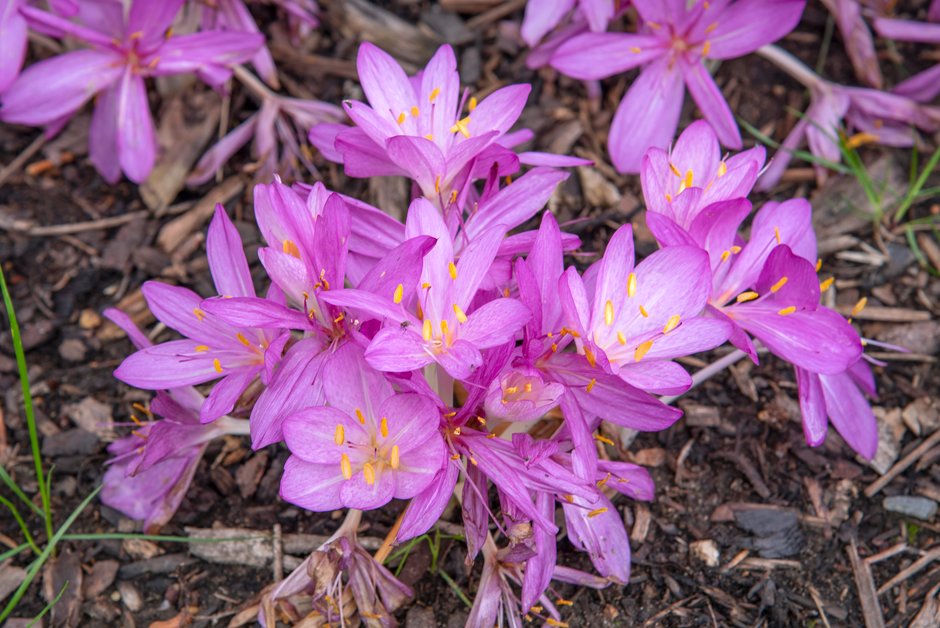 Colchicum cilicicum 'Purpureum'