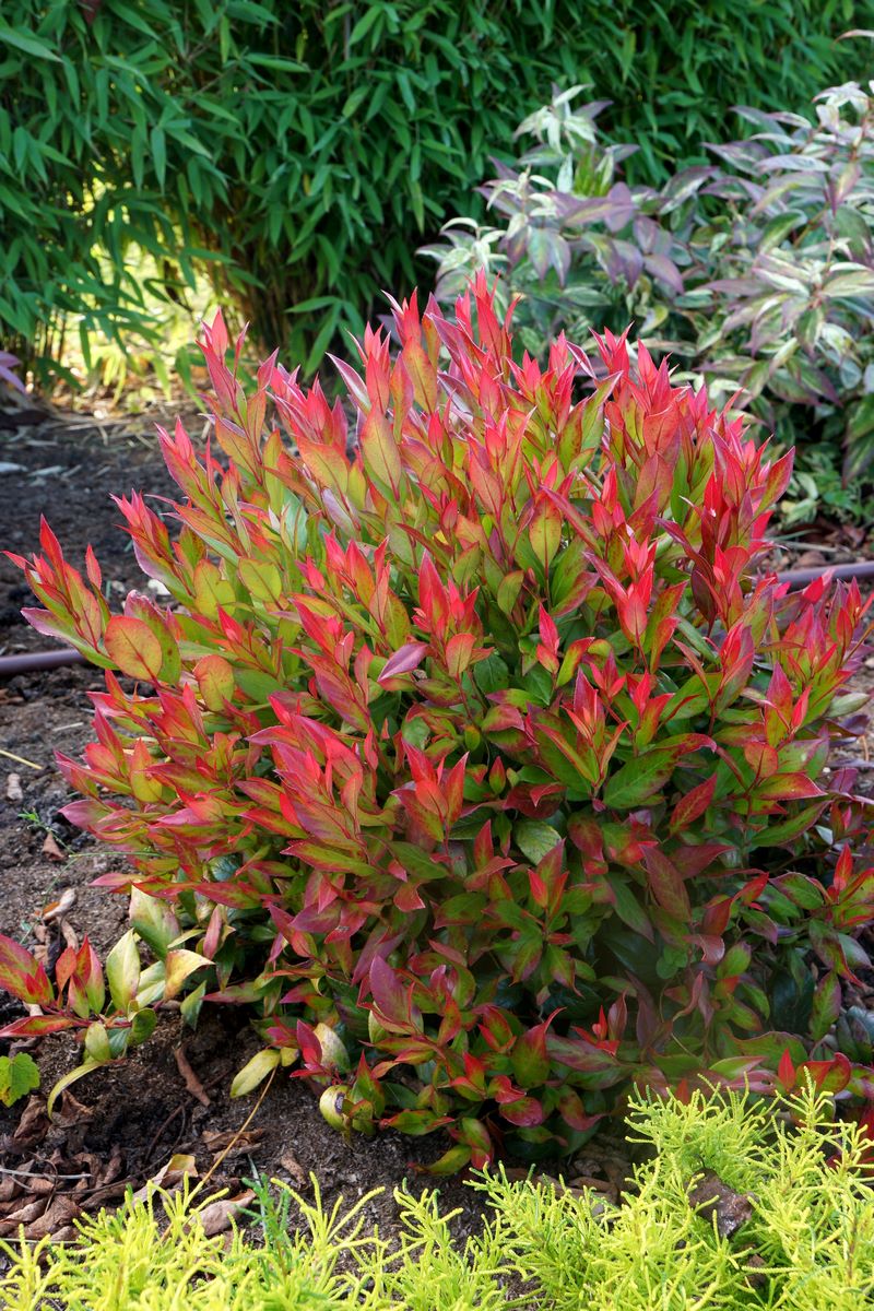 Arbustos con colorido follaje Leucothoe fontanesiana 'Little Flames'
