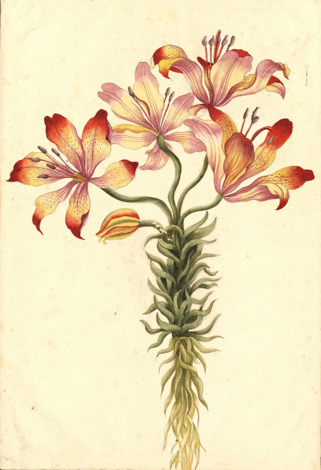 Ilustracion botánica de lirio