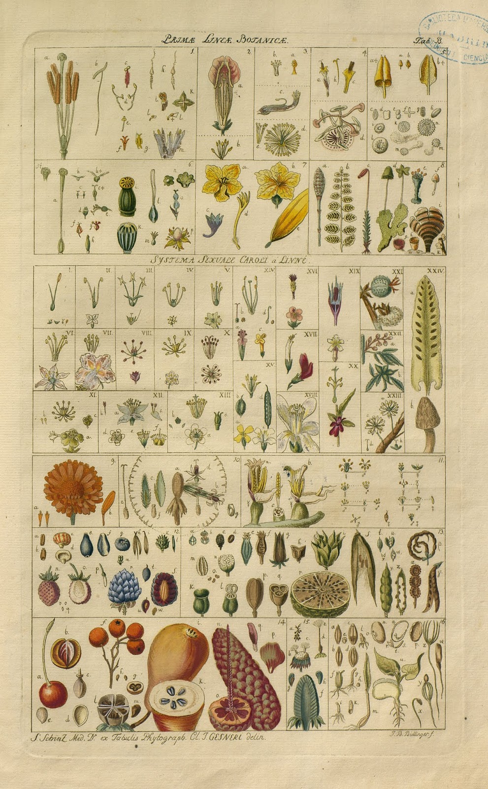 Cartel dibujos botánica reino vegetal colección Van Berkhey