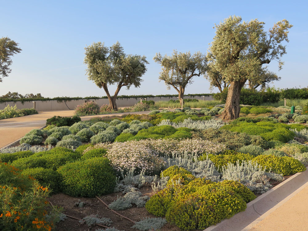Jardín plantado solo con especies mediterráneas tolerantes a la sequía