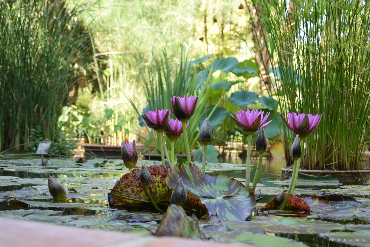 Mayor postre por favor confirmar Plantas acuáticas y compañía: vivir en el estanque - EL BLOG DE LA TABLA