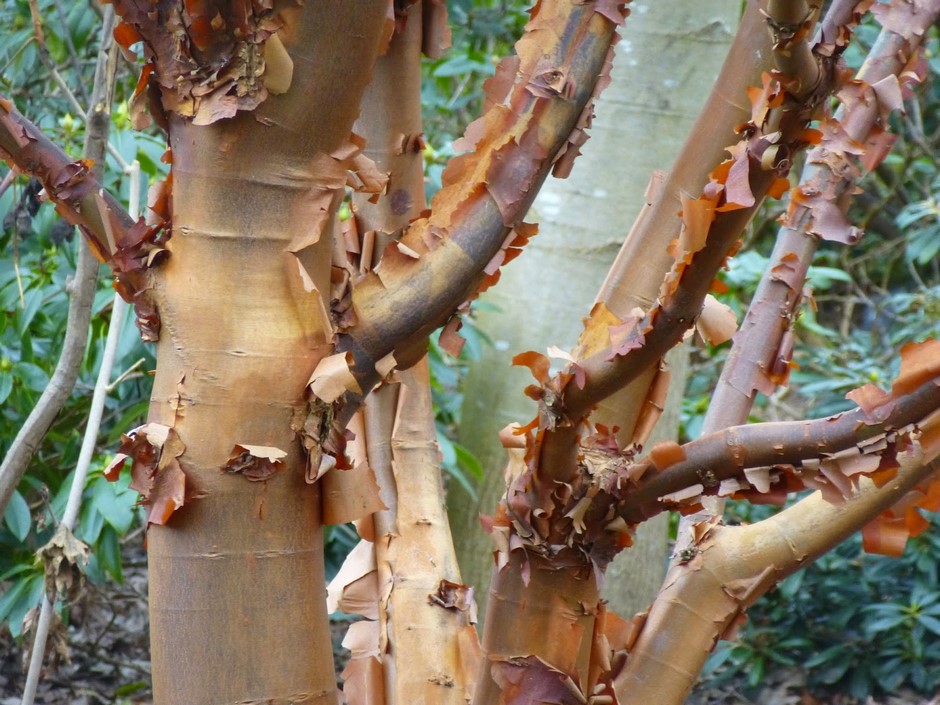 Corteza de arce Acer griseum