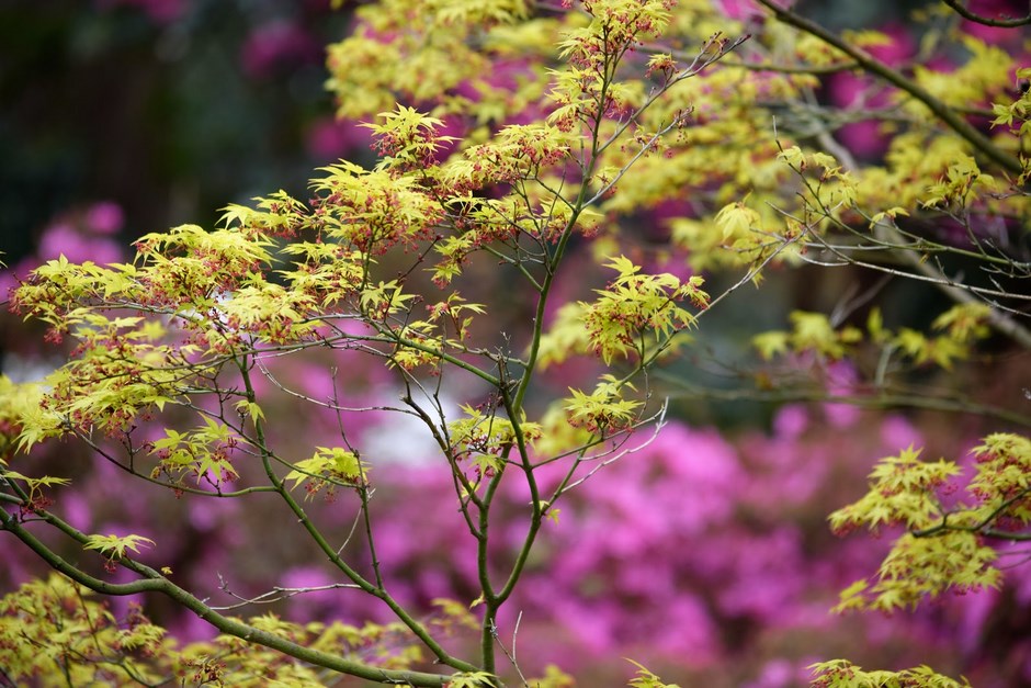 Hojas amarillas de arces Acer palmatum ‘Katsura’ 