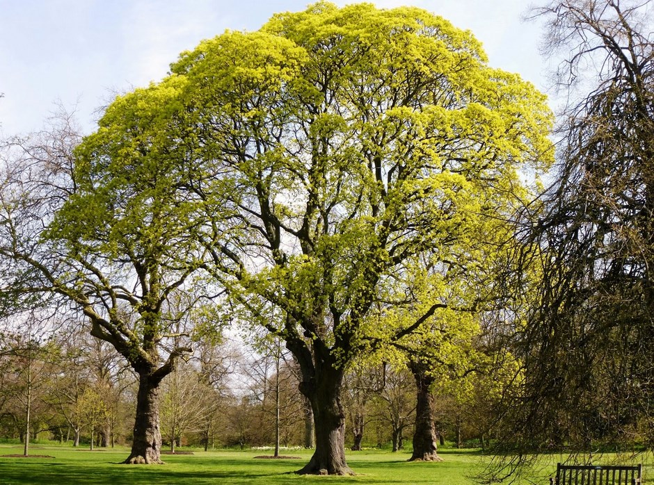 Acer platanoides follaje amarillo arce