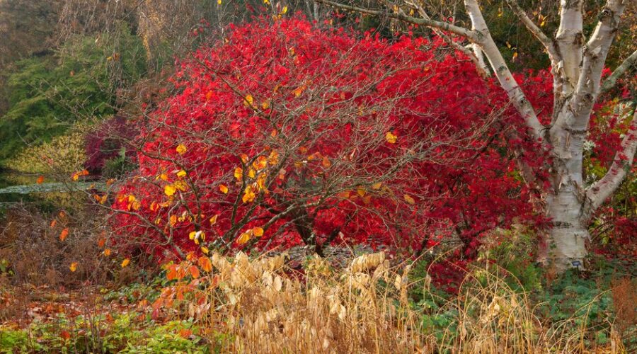 Acer palmatum 'Chitose-yama' Arce japonés