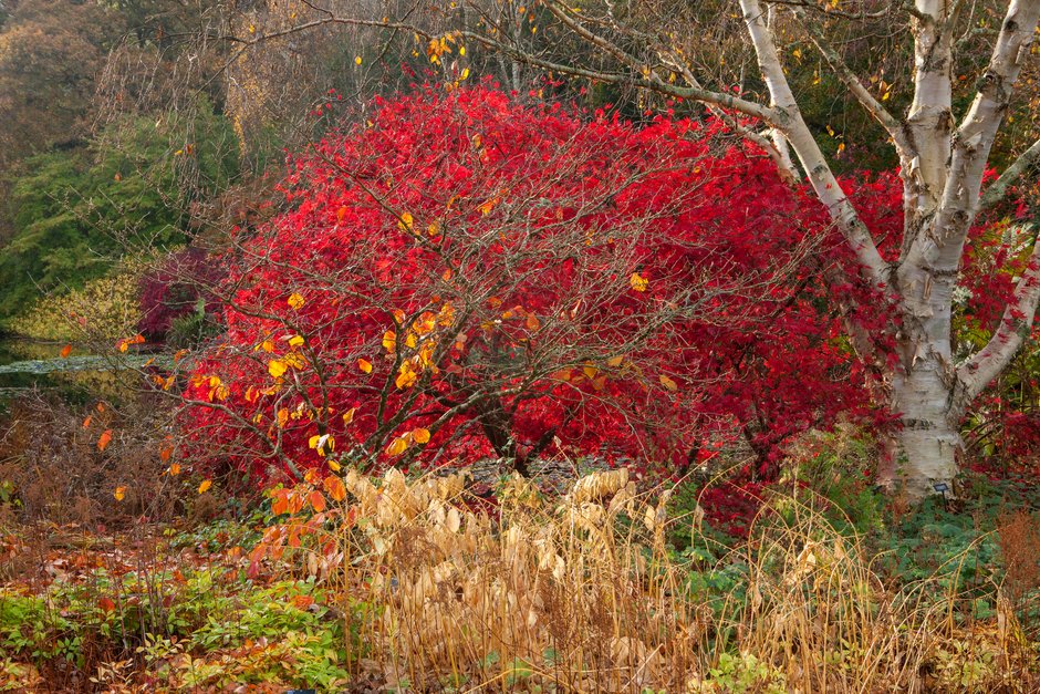 Hojas rojas en otoño de arce Acer palmatum ‘Chitose-yama’ en los jardines RHS Garden Rosemoor