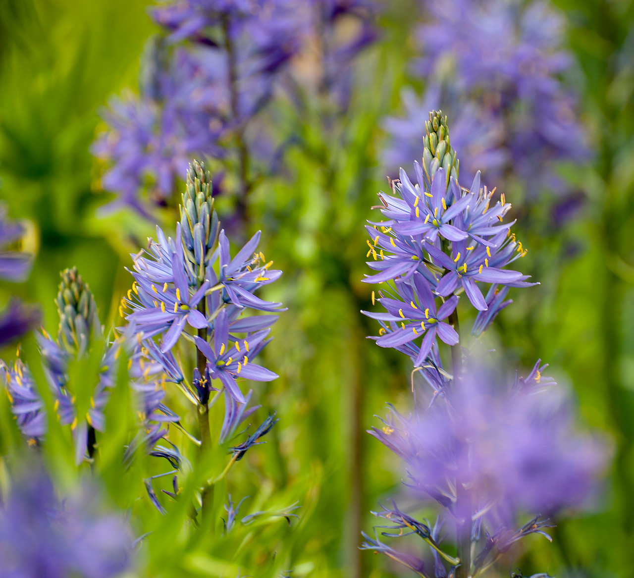 Flores azules de Camassia leichtlinii 