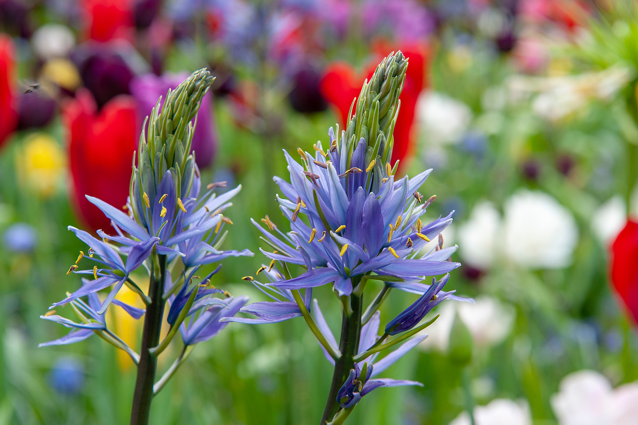 Flores azules de Camassia leichtlinii 