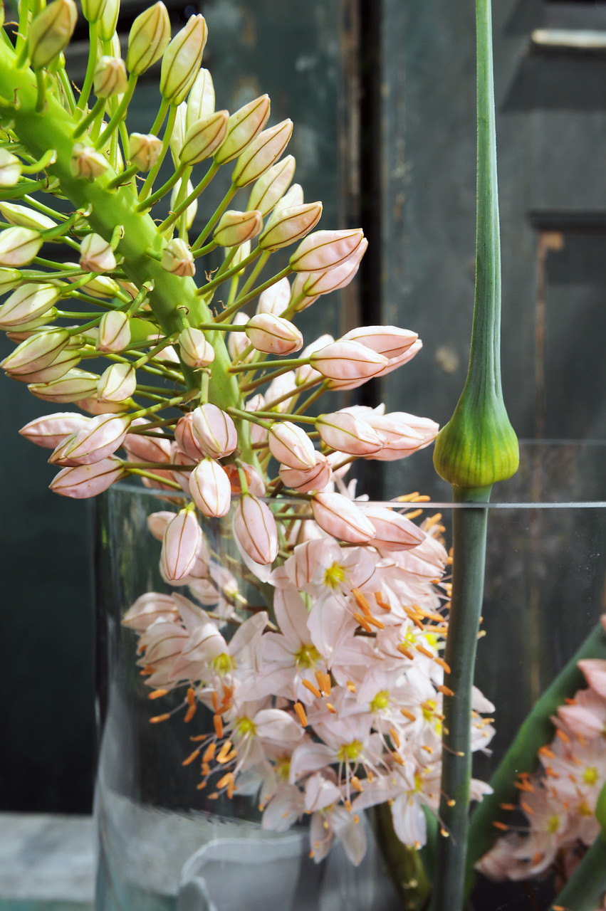 Eremurus