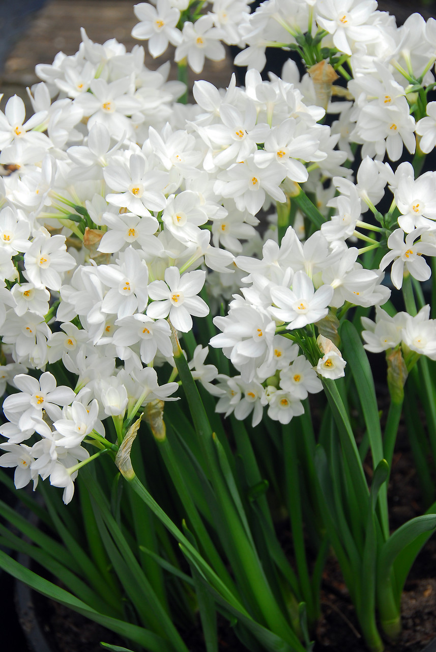 Flores blancas de Narcissus papyraceus (narciso blanco o paperwhite)