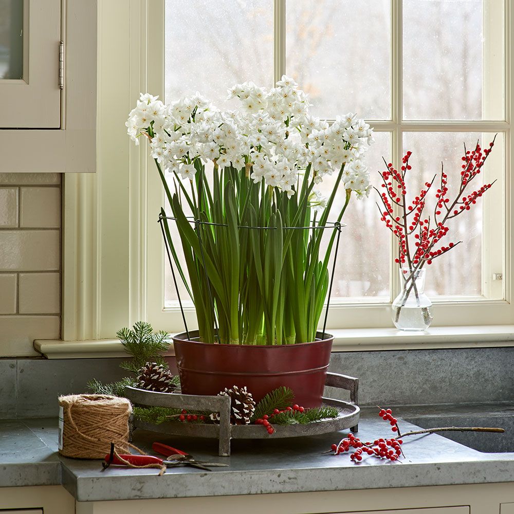 Narcissus papyraceus ‘Ziva’  (Narciso blanco o paperwhite) cultivado en maceta en el interior