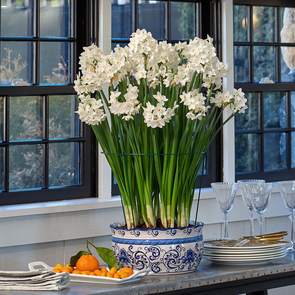 Narcissus papyraceus ‘Ariel’ (narciso blanco o paperwhite) cultivado en recipiente de porcelana situado frente a una ventana