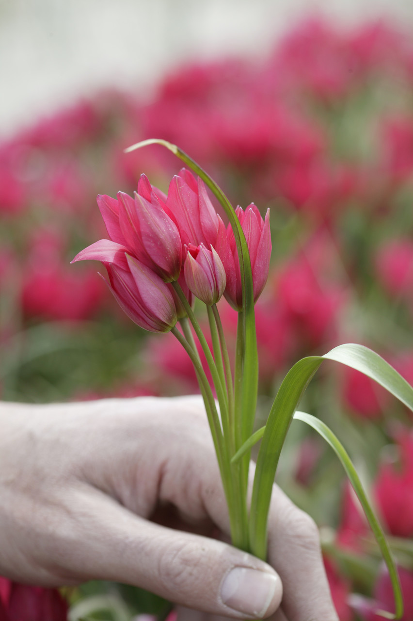 Tulipanes botánicos, especies silvestres de tulipán cultivadas para el jardín