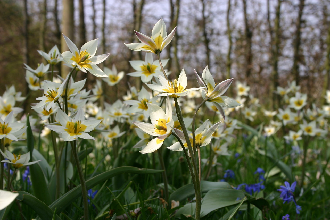 Tulipanes botánicos, especies silvestres de tulipán cultivadas para el jardín