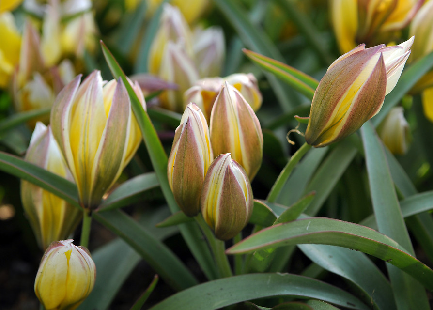 Tulipanes botánicos, especies silvestres de tulipán cultivadas para el jardín