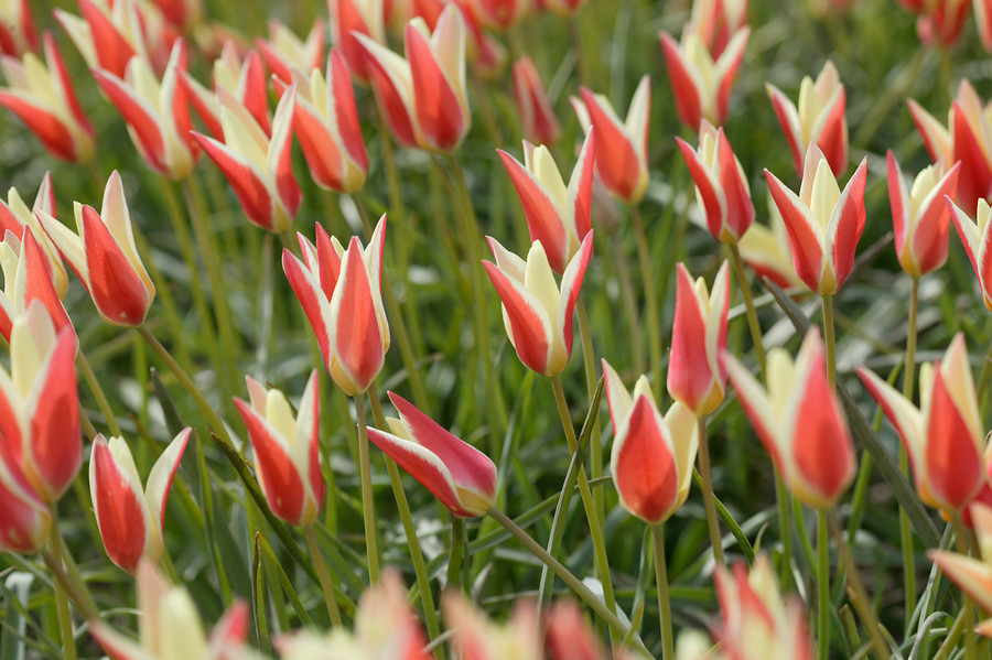 Tulipanes botánicos, especies silvestres de tulipán cultivadas para el jardín
