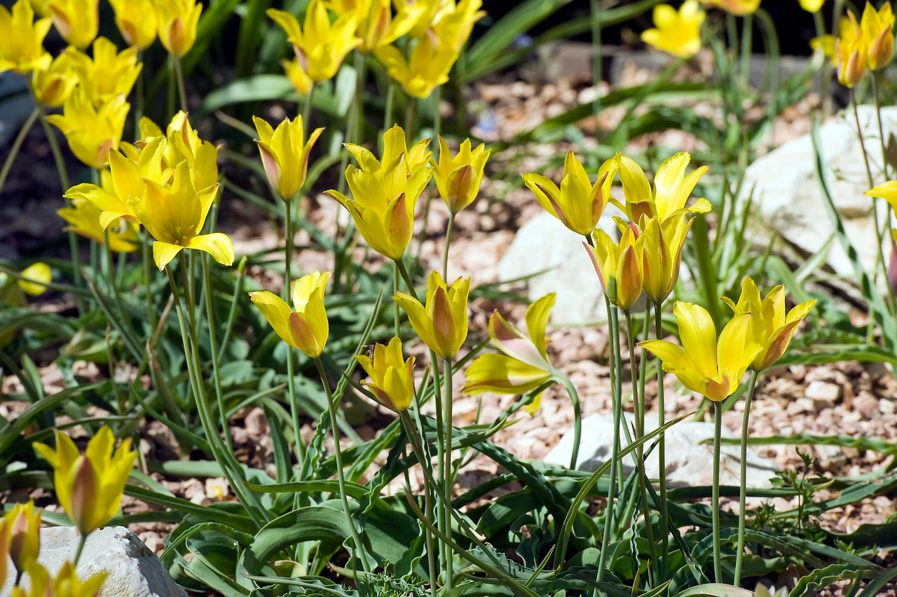 Tulipanes botánicos, especies silvestres de tulipán cultivadas para el jardín