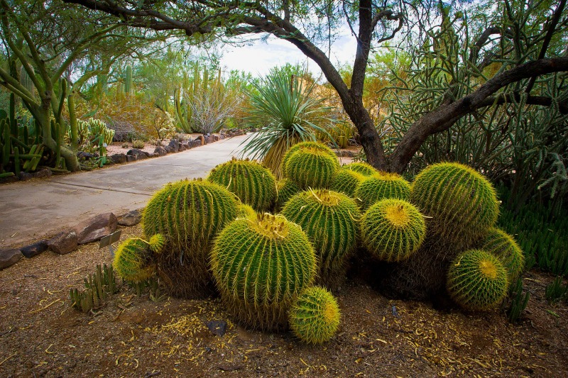 Desert Botanical Garden es uno de los jardines botánicos con mayor experiencia en materia de plantas del desierto.