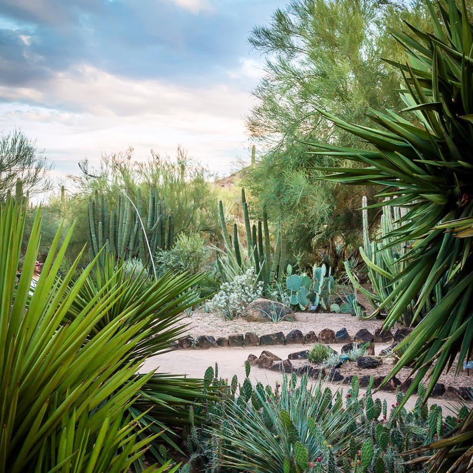 Desert Botanical Garden, en Arizona, es uno de los jardines botánicos con mayor experiencia en materia de plantas del desierto.