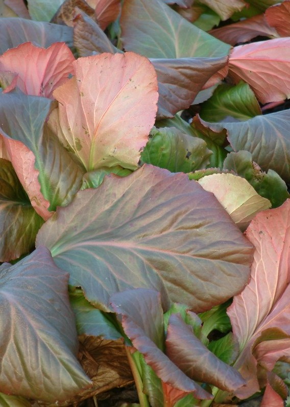 Bergenia hojas invierno 