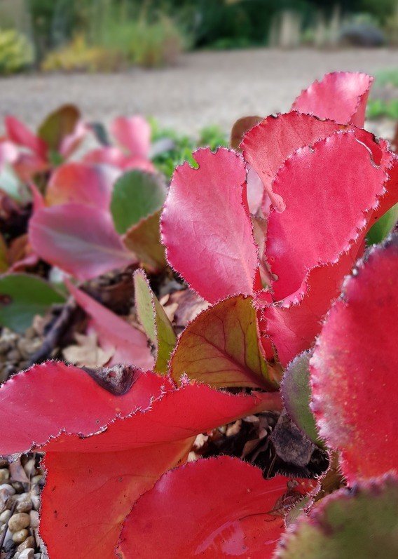 Bergenia hojas invierno 