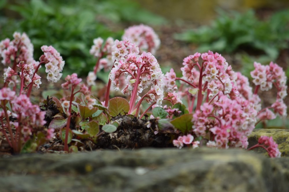 Bergenia flores rosas