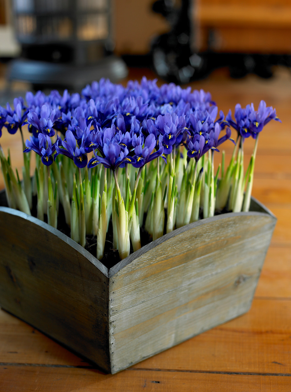 Flores de iris enanos color azul en caja de madera