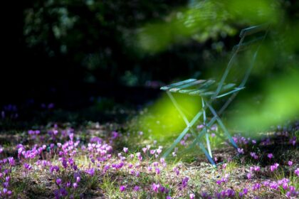 Cyclamen, especies botánicas para el jardín