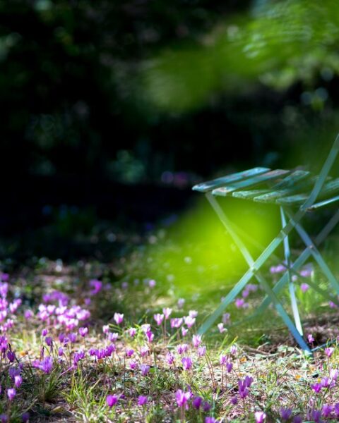Cyclamen, especies botánicas para el jardín