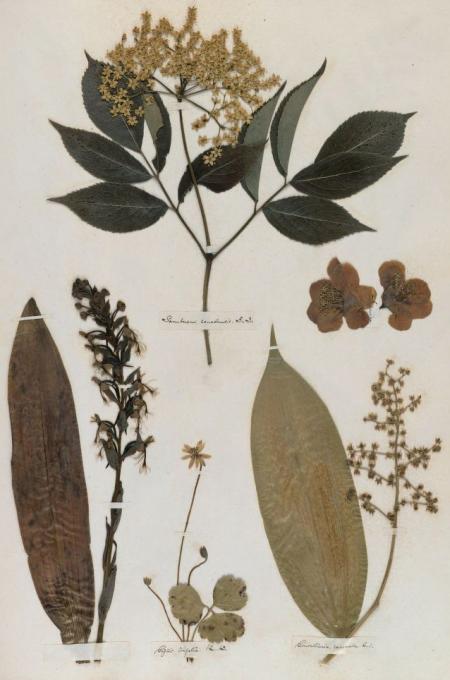Flores prensadas herbario de Emily Dickinson