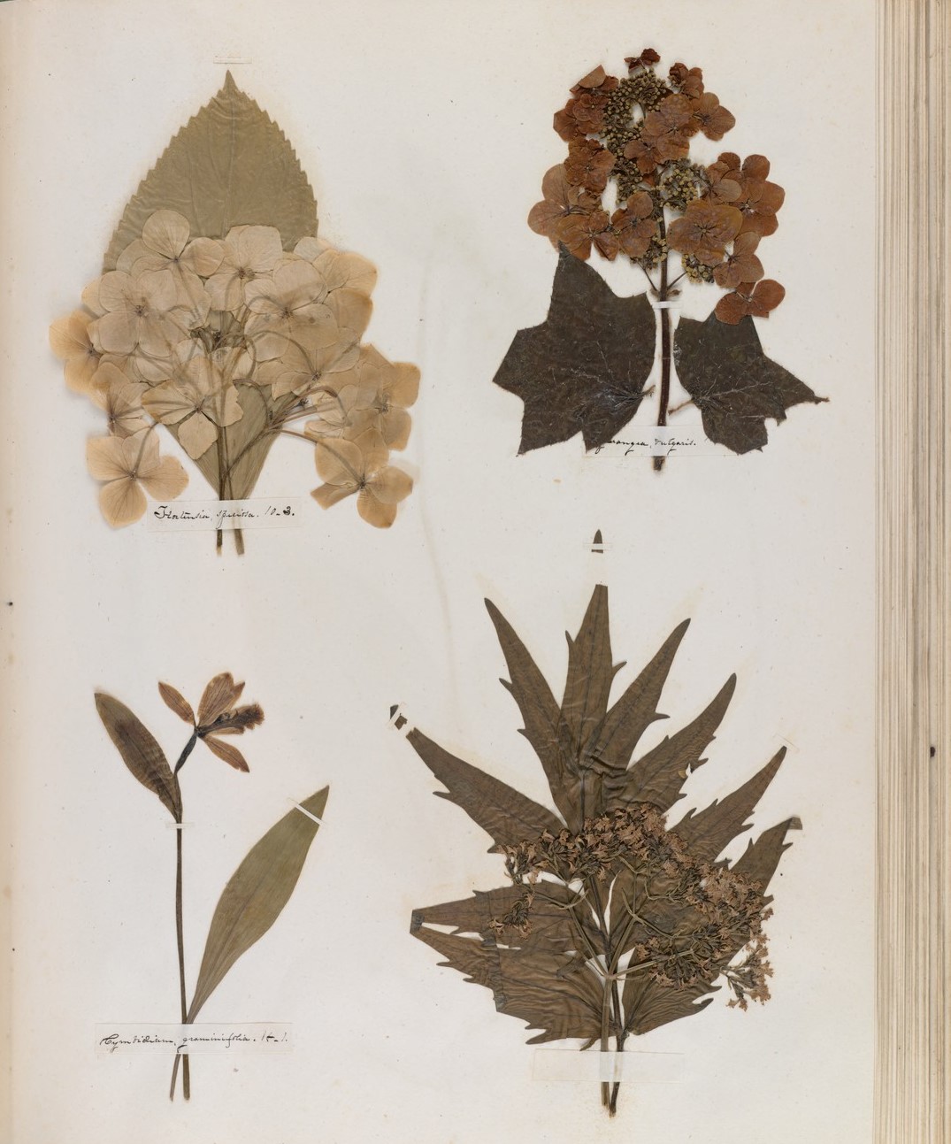 herbario de Emily Dickinson flores prensadas