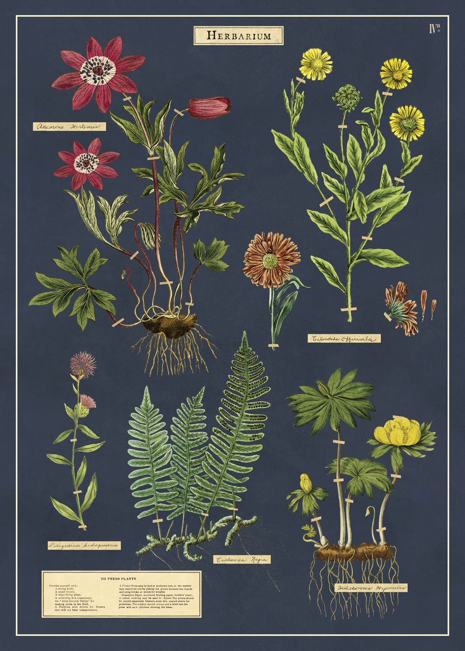 Herbarium ilustración