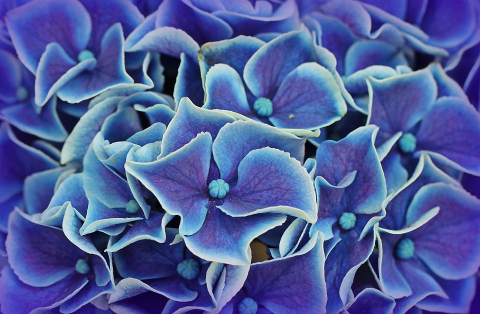 Flores de hortensias azules