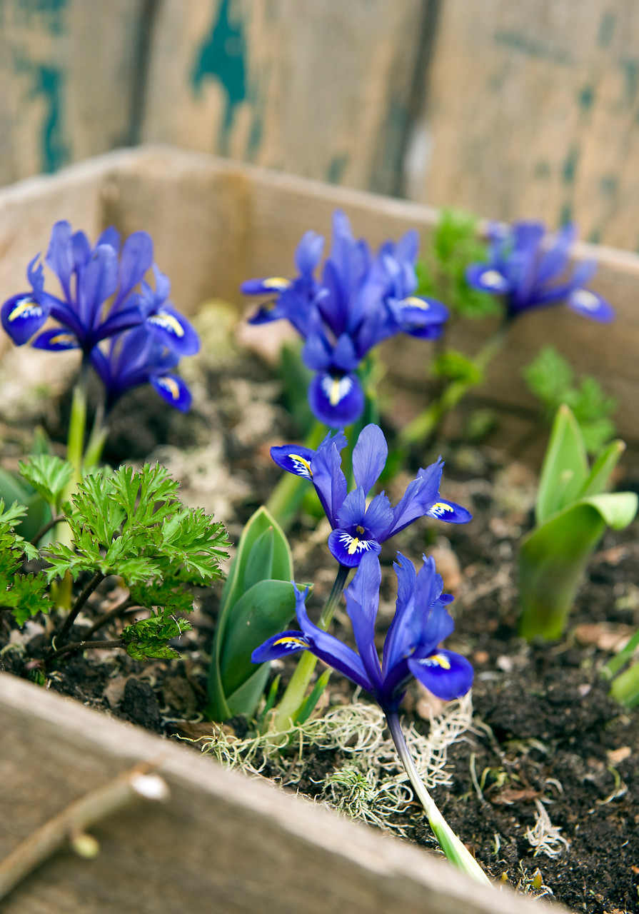 Flores de Iris azul y amarillo en caja de madera