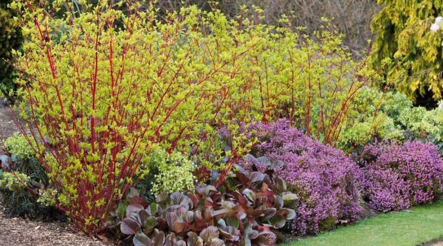 Jardín de invierno en el Botánico de Cambridge