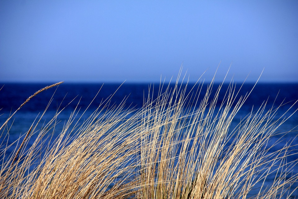 Cielo y mar azul y gramíneas de dunas