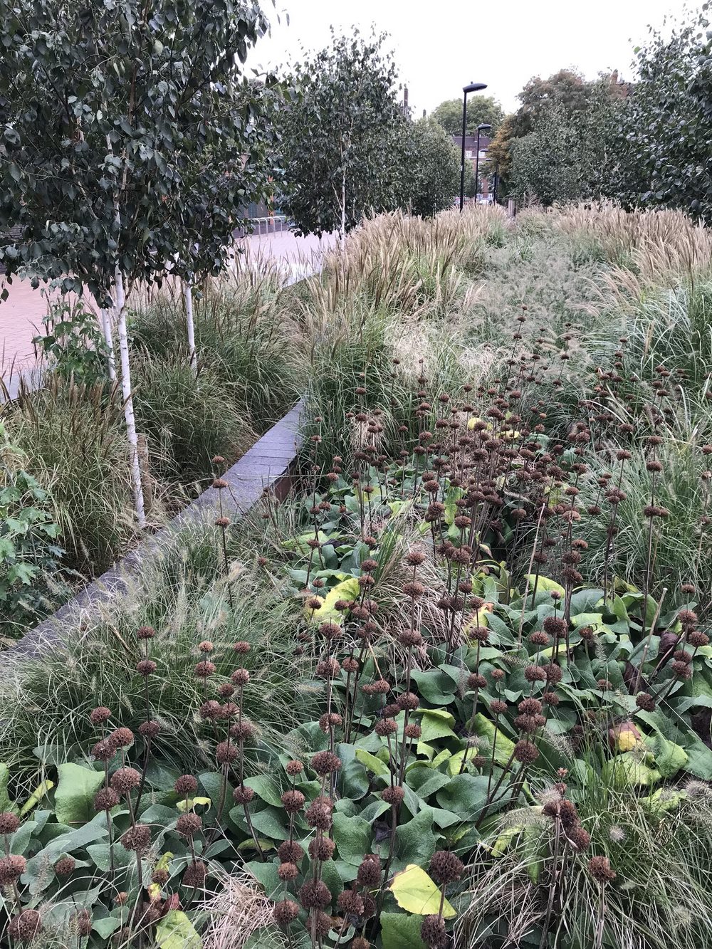Plantación de estilo naturalista en el el jardín de lluvia urbano de Bridget Joyce Square, Londres | © Robert Bray Associates