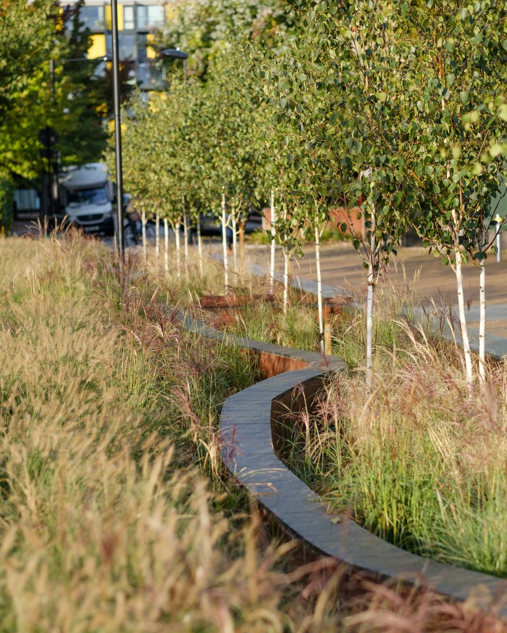 Plantación de estilo naturalista en el jardín de lluvia urbano de Bridget Joyce Square, Londres | © Robert Bray Associates